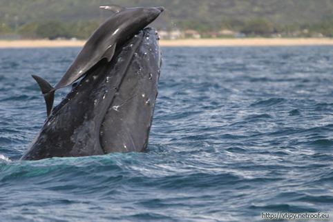 delfin-a-velryba.jpg